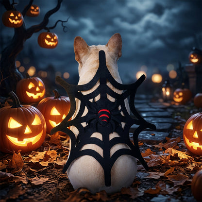 Halloween Cat and Dog Spider Web Decoration Set Sorceress Sanctuary