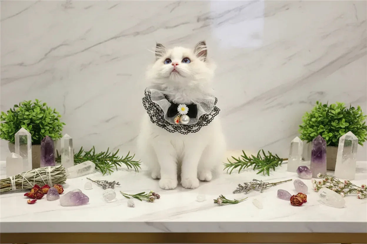 Fairy Pet Scarf - Sorceress Sanctuary XS-S-M-L
