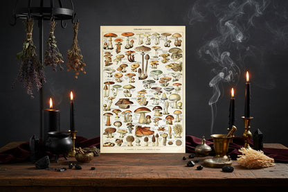 Mushroom Biology Poster - Sorceress Sanctuary 1 (without box) / 13x18cm(5x7in)-1 (without box) / 20x25cm(8x10in)-1 (without box) / 30x40cm(12x16in)-1 (without box) / 40x50cm(16x20in)-1 (without box) / 40x60cm(16x24in)