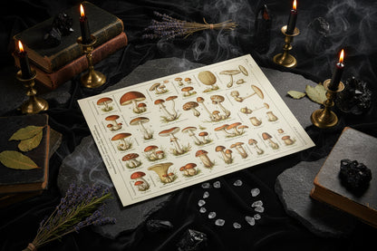 Mushroom Biology Poster - Sorceress Sanctuary 1 (without box) / 13x18cm(5x7in)-1 (without box) / 20x25cm(8x10in)-1 (without box) / 30x40cm(12x16in)-1 (without box) / 40x50cm(16x20in)-1 (without box) / 40x60cm(16x24in)