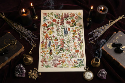 Mushroom Biology Poster - Sorceress Sanctuary 1 (without box) / 13x18cm(5x7in)-1 (without box) / 20x25cm(8x10in)-1 (without box) / 30x40cm(12x16in)-1 (without box) / 40x50cm(16x20in)-1 (without box) / 40x60cm(16x24in)