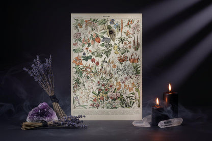 Mushroom Biology Poster - Sorceress Sanctuary 1 (without box) / 13x18cm(5x7in)-1 (without box) / 20x25cm(8x10in)-1 (without box) / 30x40cm(12x16in)-1 (without box) / 40x50cm(16x20in)-1 (without box) / 40x60cm(16x24in)