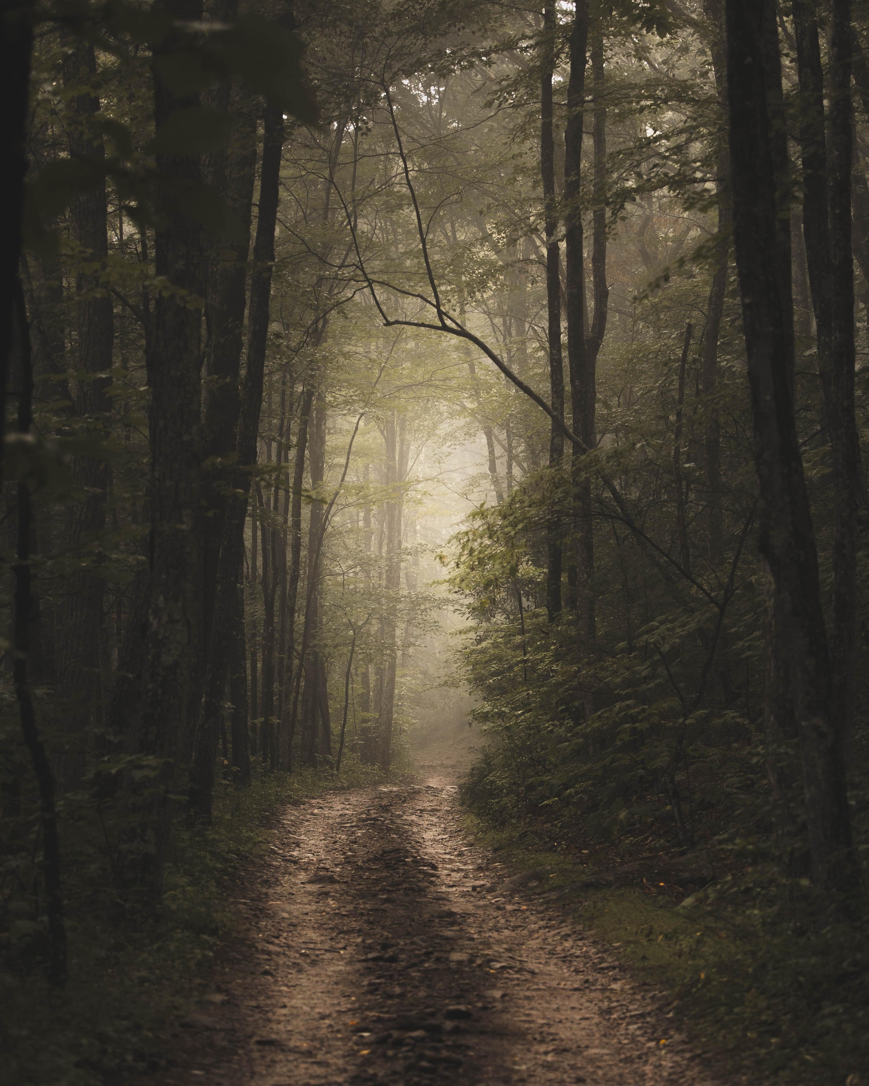 road-lined-with-misty-fog-and-green-trees - Sorceress Sanctuary
